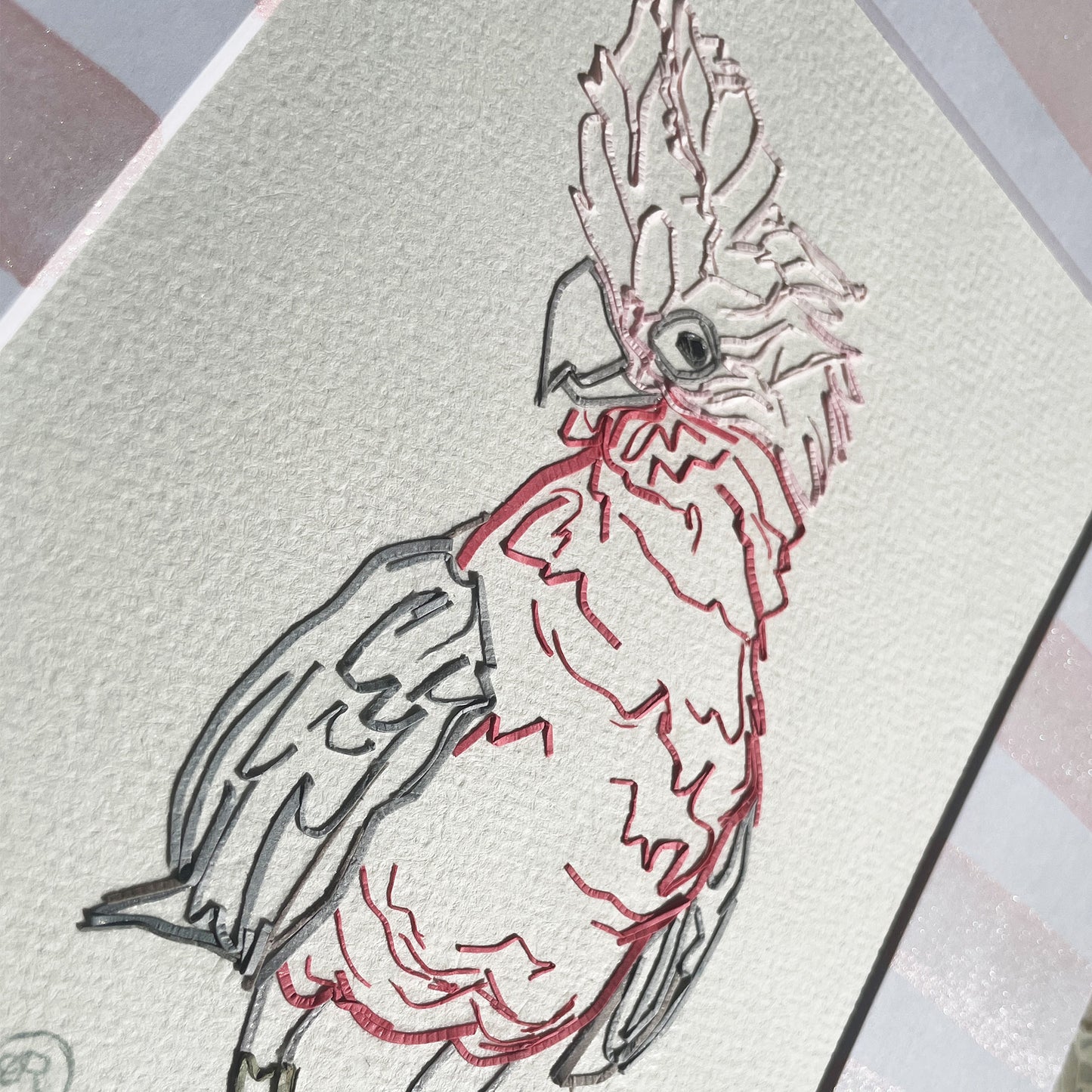 Galah Cockatoo