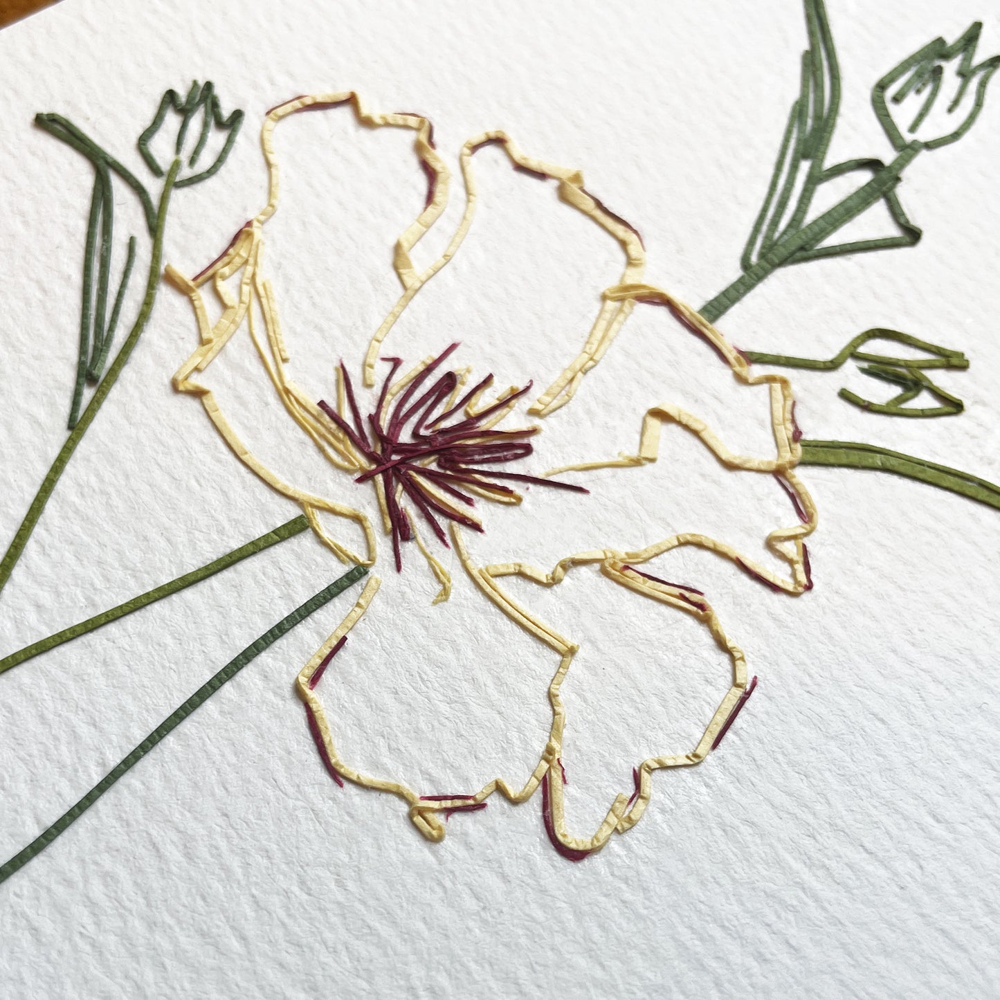 Icelandic Poppies