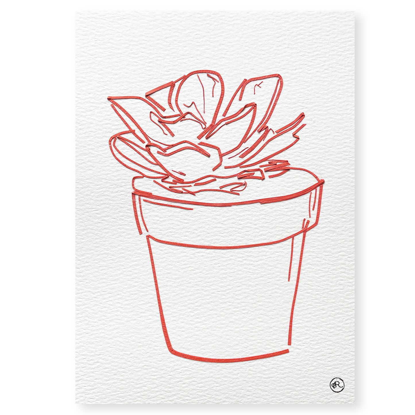 Succulent 1
