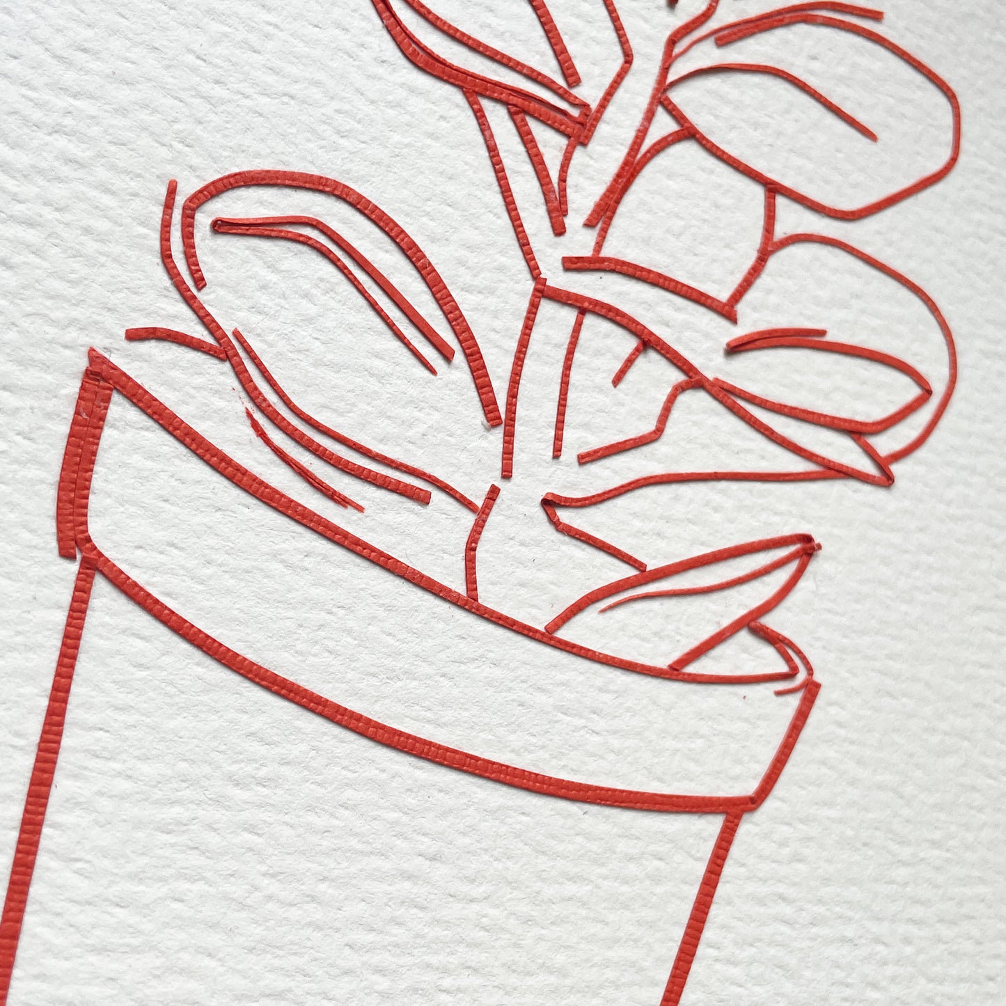Succulent 2