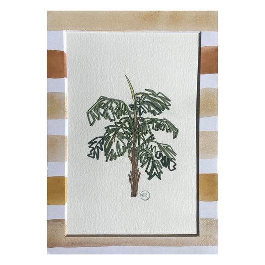 Aiphanes Palm