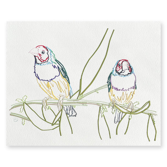 Gouldian Finches